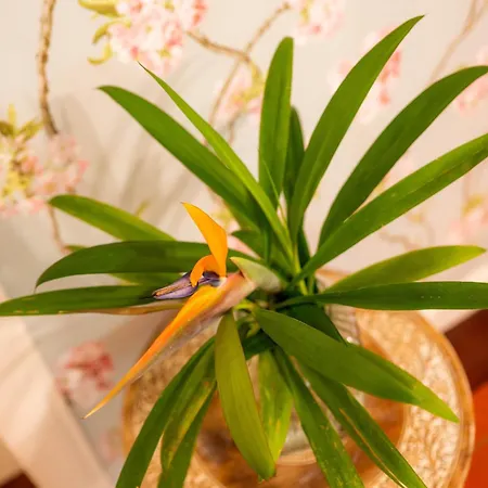 Casa Da Piedade 4* Sao Vicente (Madeira)