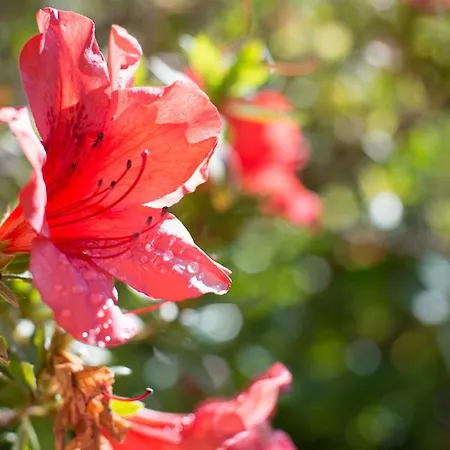 ゲストハウス Casa Da Piedade 4*