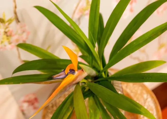 Casa Da Piedade 4* Сан-Висенти