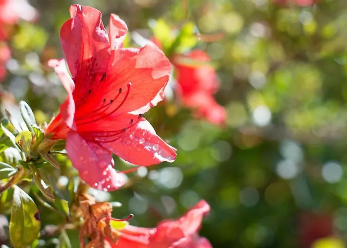 Гостевой дом Casa Da Piedade 4*